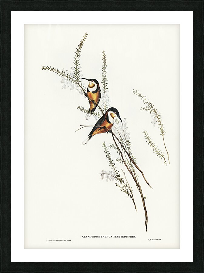Slender-billed Spine-bill Acanthorhynchus tenuirostris illustrated by Elizabeth Gould 1804–1841 for John Gould’s 1804-1881 Birds of Australia  Picture Frame print