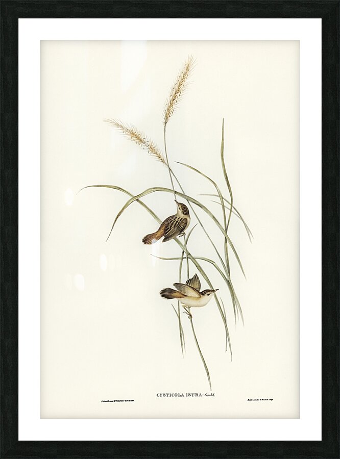 Square-tailed Warbler Cysticola isura illustrated by Elizabeth Gould 1804–1841 for John Gould’s 1804-1881 Birds of Australia  Picture Frame print