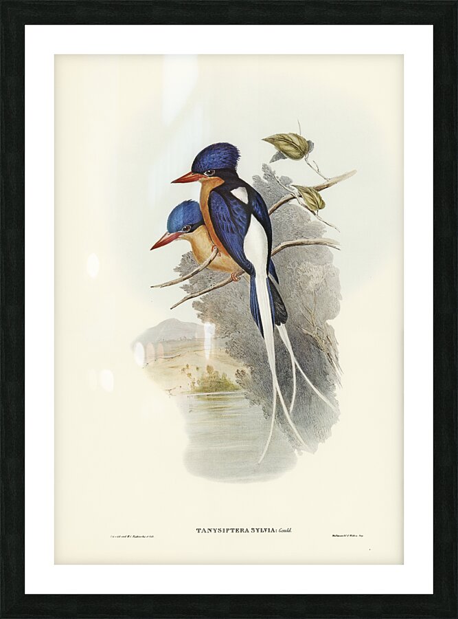 White-tailed Tanysiptera Tanysiptera Sylvia illustrated by Elizabeth Gould 1804–1841 for John Gould’s 1804-1881 Birds of Australia  Picture Frame print