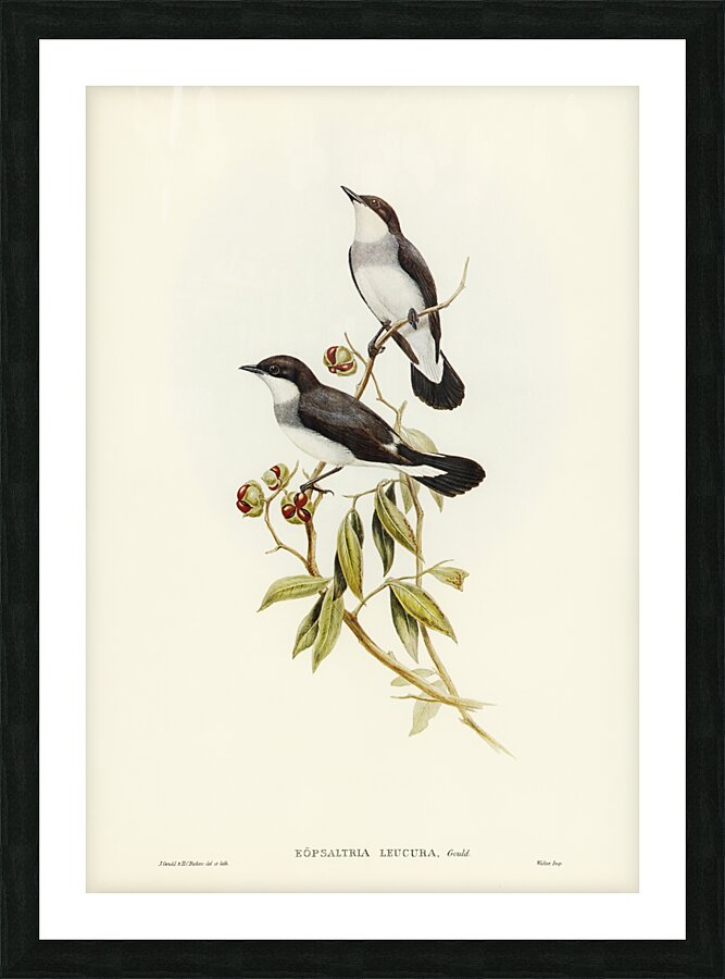 Rawnsleys Bower-bird Ptilonorhynchus Rawnsleyi illustrated by Elizabeth Gould 1804–1841 for John Gould’s 1804-1881 Birds of Australia  Picture Frame print
