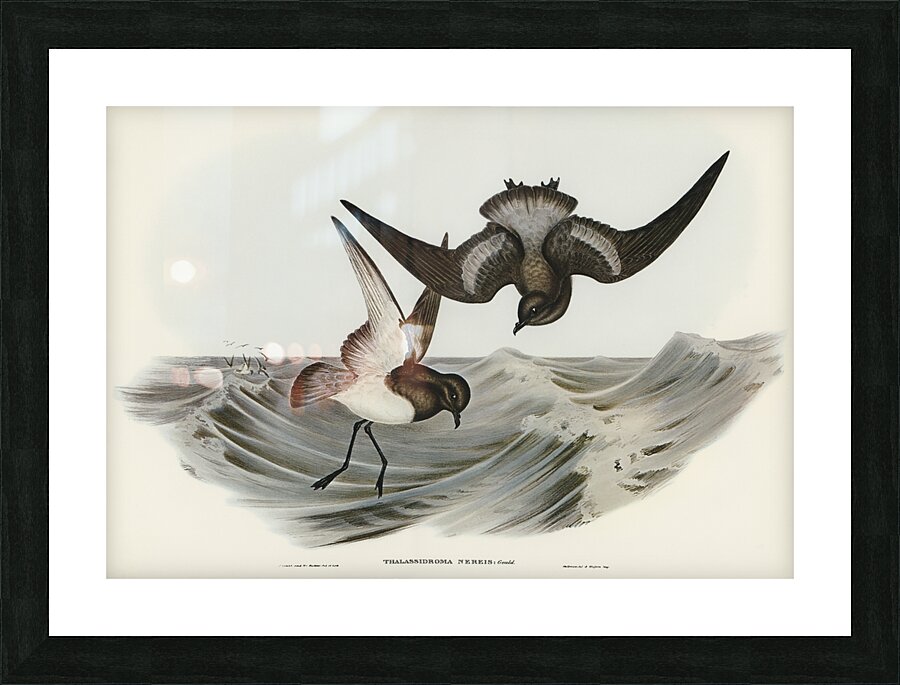 Grey-backed Storm Petrel Thalassidroma Nereis illustrated by Elizabeth Gould 1804–1841 for John Gould’s 1804-1881 Birds of Australia  Picture Frame print