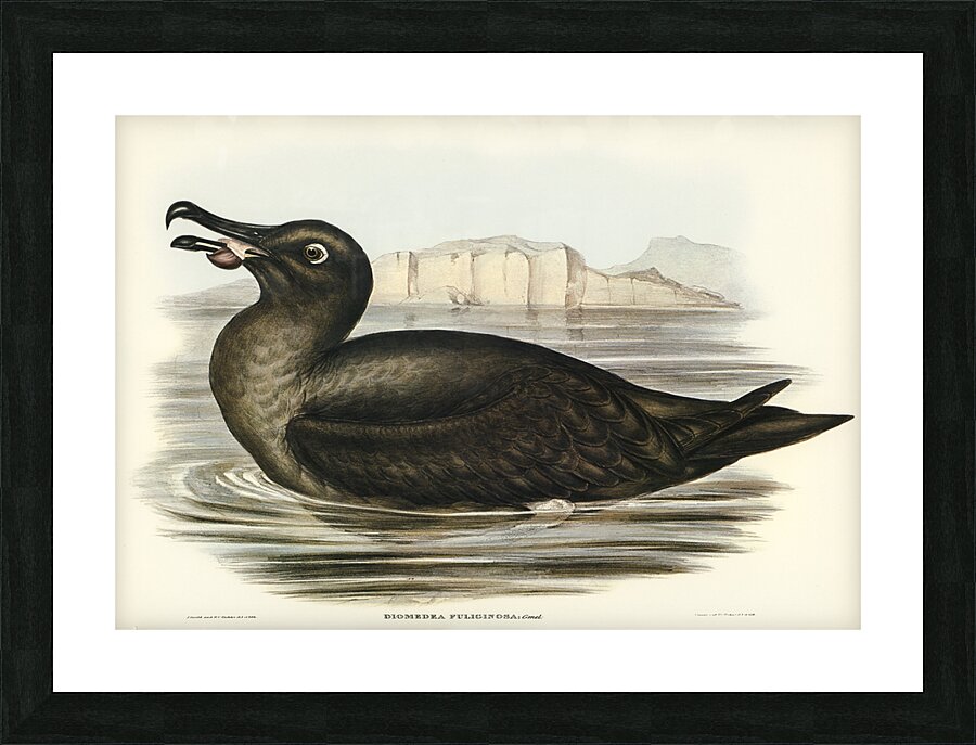 Sooty Albatros Diomedea fuliginosa illustrated by Elizabeth Gould 1804–1841 for John Gould’s 1804-1881 Birds of Australia  Picture Frame print