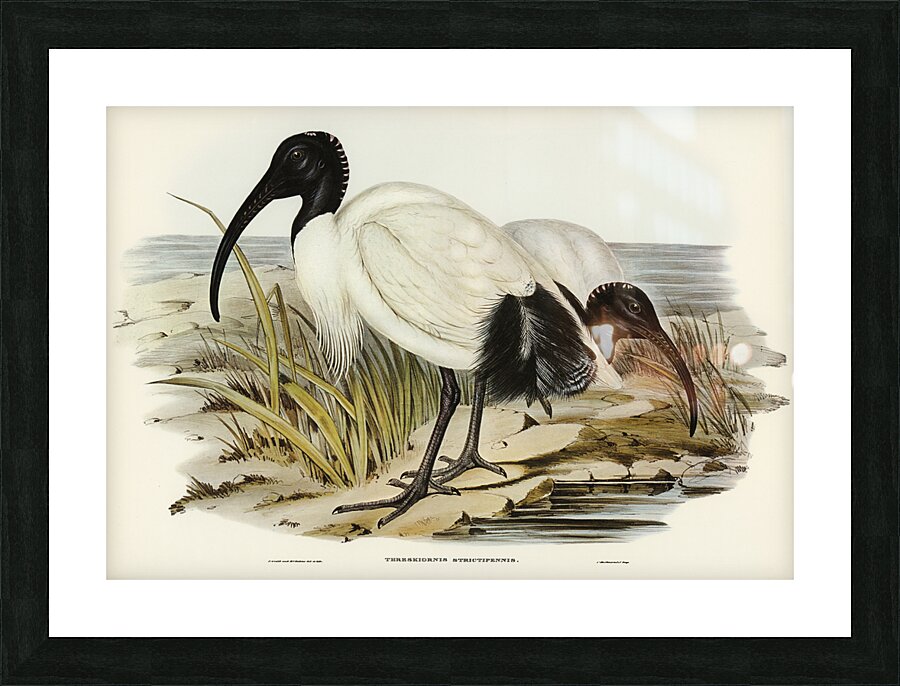 White Ibis Threskiornis strictipennis illustrated by Elizabeth Gould 1804–1841 for John Gould’s 1804-1881 Birds of Australia  Picture Frame print