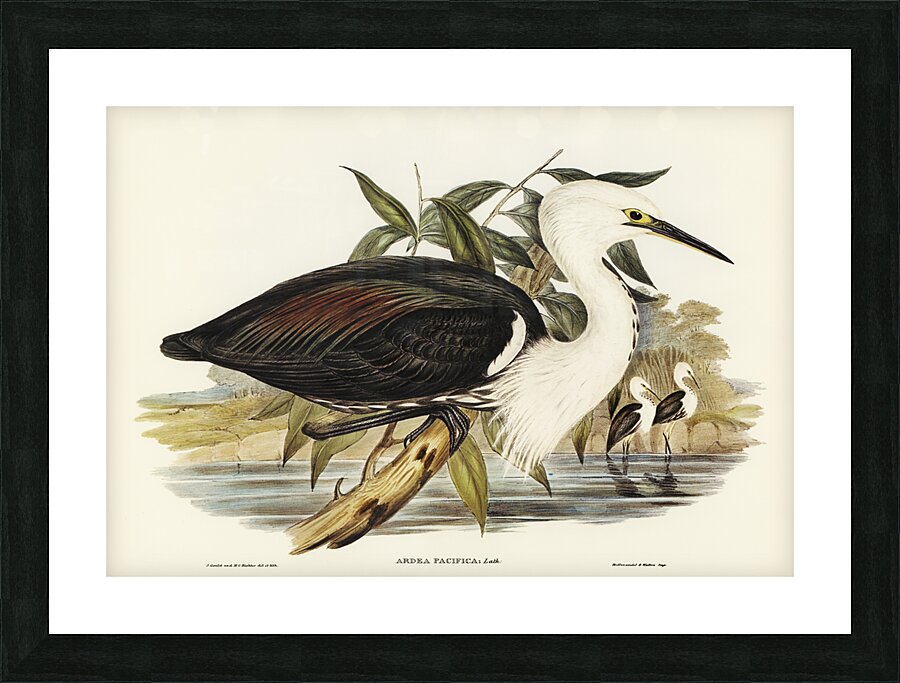 Pacific Heron Ardea pacifica illustrated by Elizabeth Gould 1804–1841 for John Gould’s 1804-1881 Birds of Australia  Picture Frame print