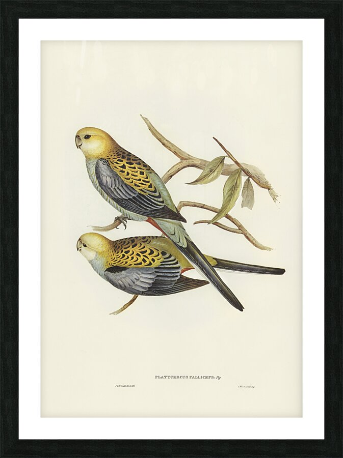 Pale-headed Parakeet Platycercus palliceps illustrated by Elizabeth Gould 1804–1841 for John Gould’s 1804-1881 Birds of Australia  Picture Frame print