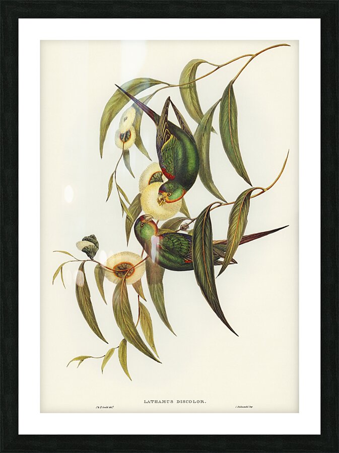 Swift Lorikeet Lathamus discolor illustrated by Elizabeth Gould 1804–1841 for John Gould’s 1804-1881 Birds of Australia  Picture Frame print