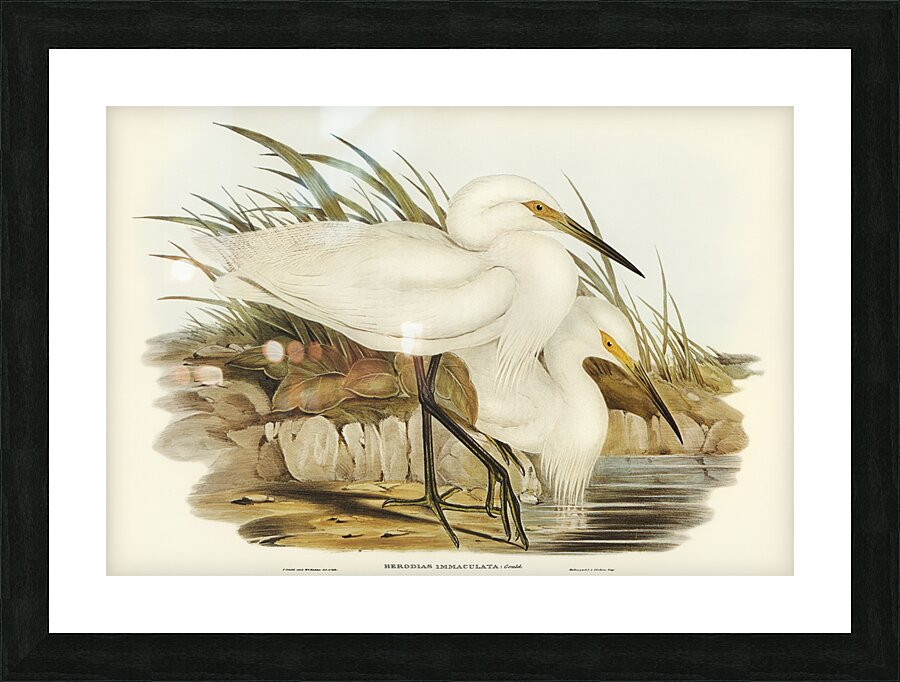 Thick-billed Green Bittern Ardetta macrorhyncha illustrated by Elizabeth Gould 1804–1841 for John Gould’s 1804-1881 Birds of Australia  Picture Frame print