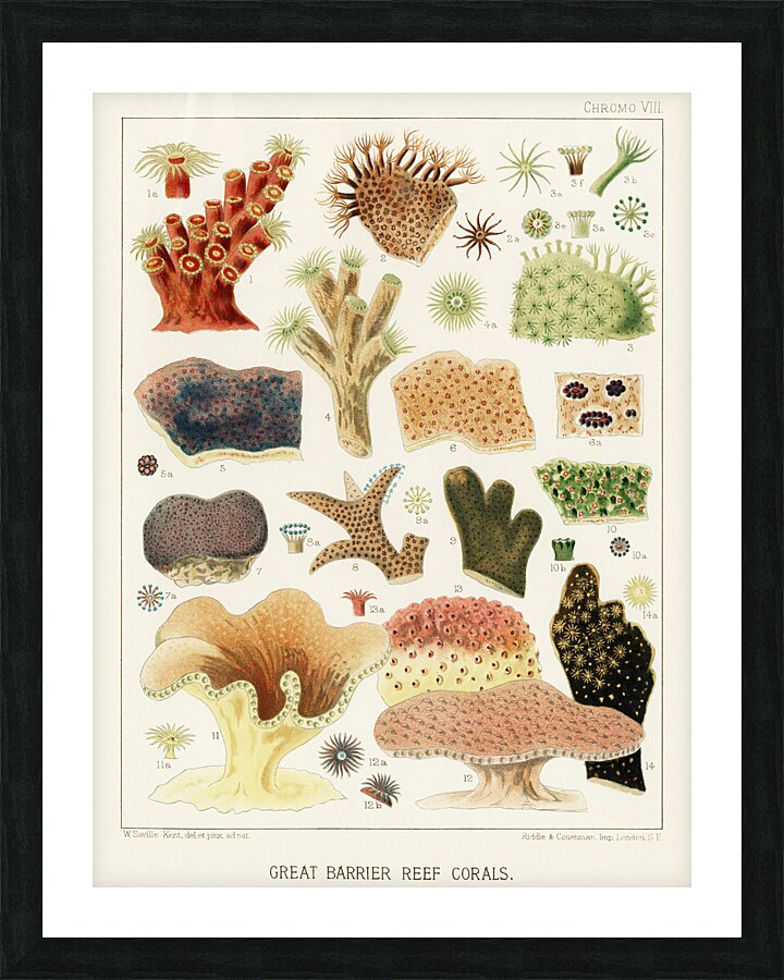 Great Barrier Reef Corals from The Great Barrier Reef of Australia 1893 by William Saville-Kent 1845-1908. Fig 1 : Dendrophyllai coccineaFig 2 : Alveopora ClavariaFig 3 : Alveopora ViridiaFig 4 : Dendrophyllia axifugeFig 5 : Montipora FoliosaFig 6 : Picture Frame print