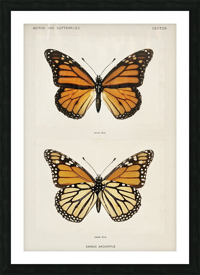 Monarch Butterfly Danais Archippus from Moths and butterflies of the United States 1900 by Sherman F. Denton 1856-1937.  Picture Frame print