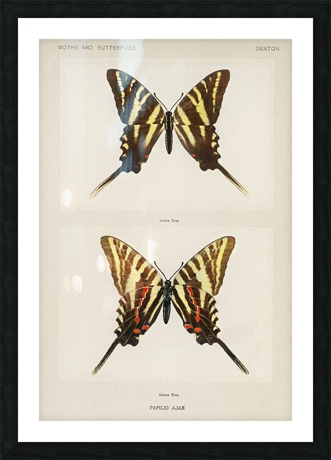 Papilio Ajax from Moths and butterflies of the United States 1900 by Sherman F. Denton 1856-1937.  Picture Frame print