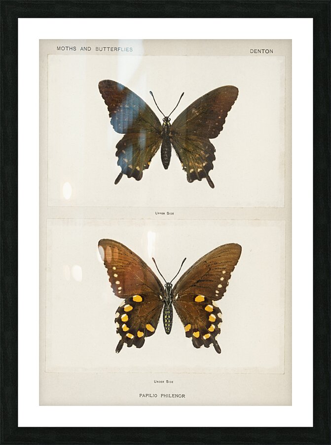 Blue Swallowtail Papilio Philenor from Moths and butterflies of the United States 1900 by Sherman F. Denton 1856-1937.  Picture Frame print