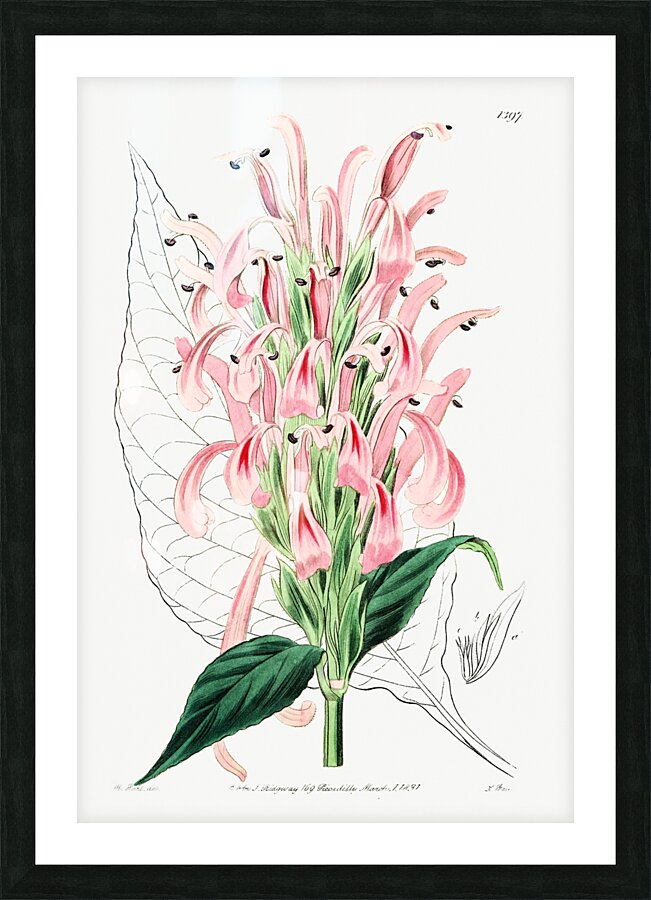 Flesh-colored justicia from Edwards Botanical Register 1829-1847  by Sydenham Edwards John Lindley and James Ridgway. Picture Frame print