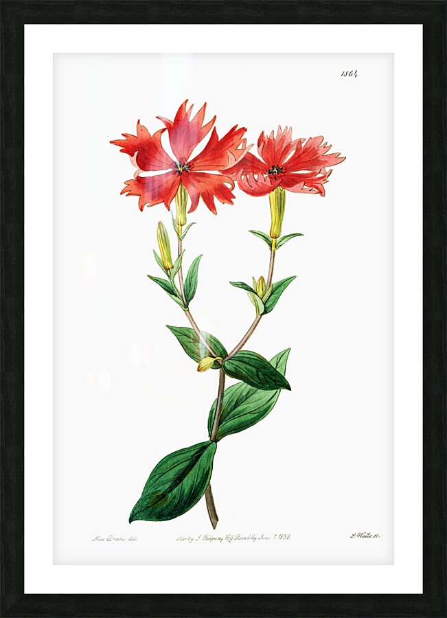 Bunges lychnis flowers from Edwards Botanical Register 1829-1847  by Sydenham Edwards John Lindley and James Ridgway. Picture Frame print