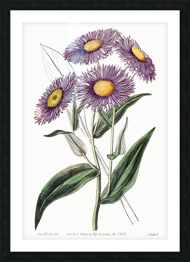 Shewy stenactis from Edwards Botanical Register 1829-1847  by Sydenham Edwards John Lindley and James Ridgway. Picture Frame print