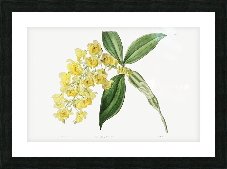 Dense flowered dendrobiumfrom Edwards Botanical Register 1829-1847  by Sydenham Edwards John Lindley and James Ridgway. Picture Frame print