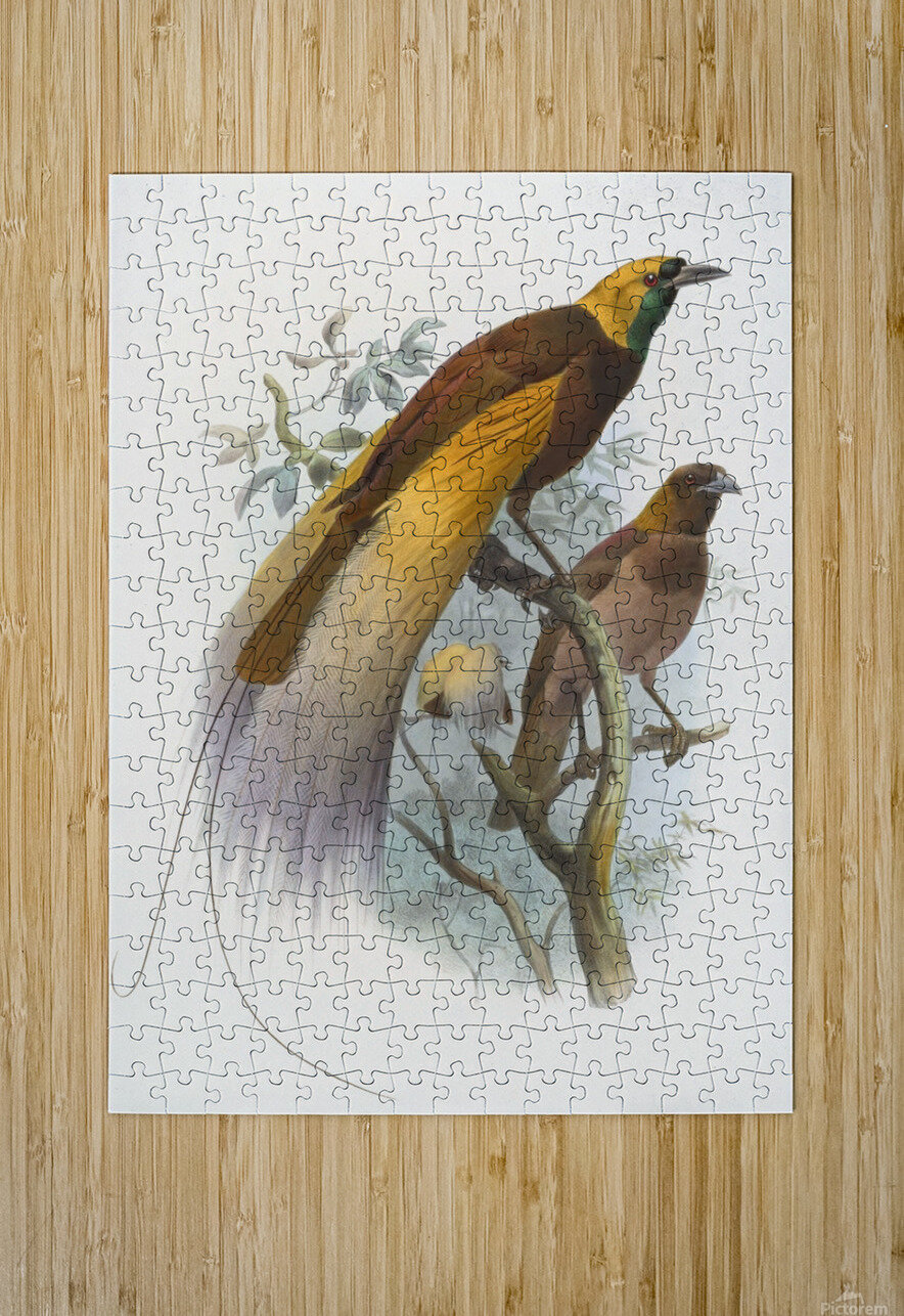 Paradisea apoda 1873 IStockHistory com Puzzle printing