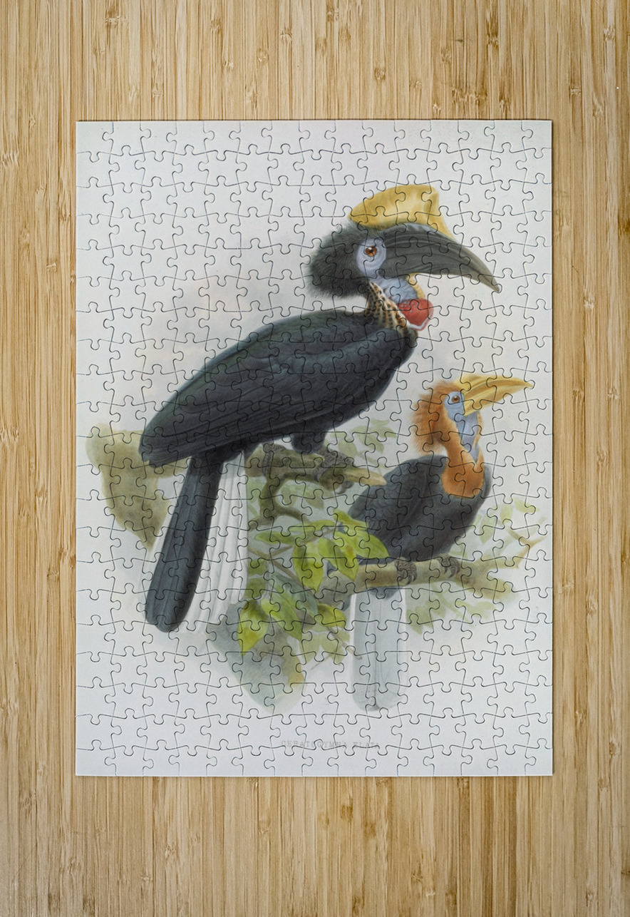 Ceratogymna elata 1882 IStockHistory com Puzzle printing