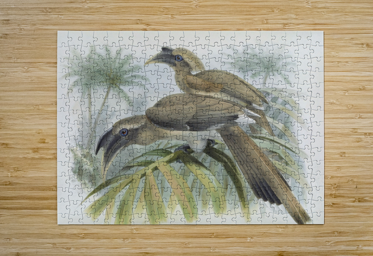 Lophoceros birostris 1882 IStockHistory com Puzzle printing