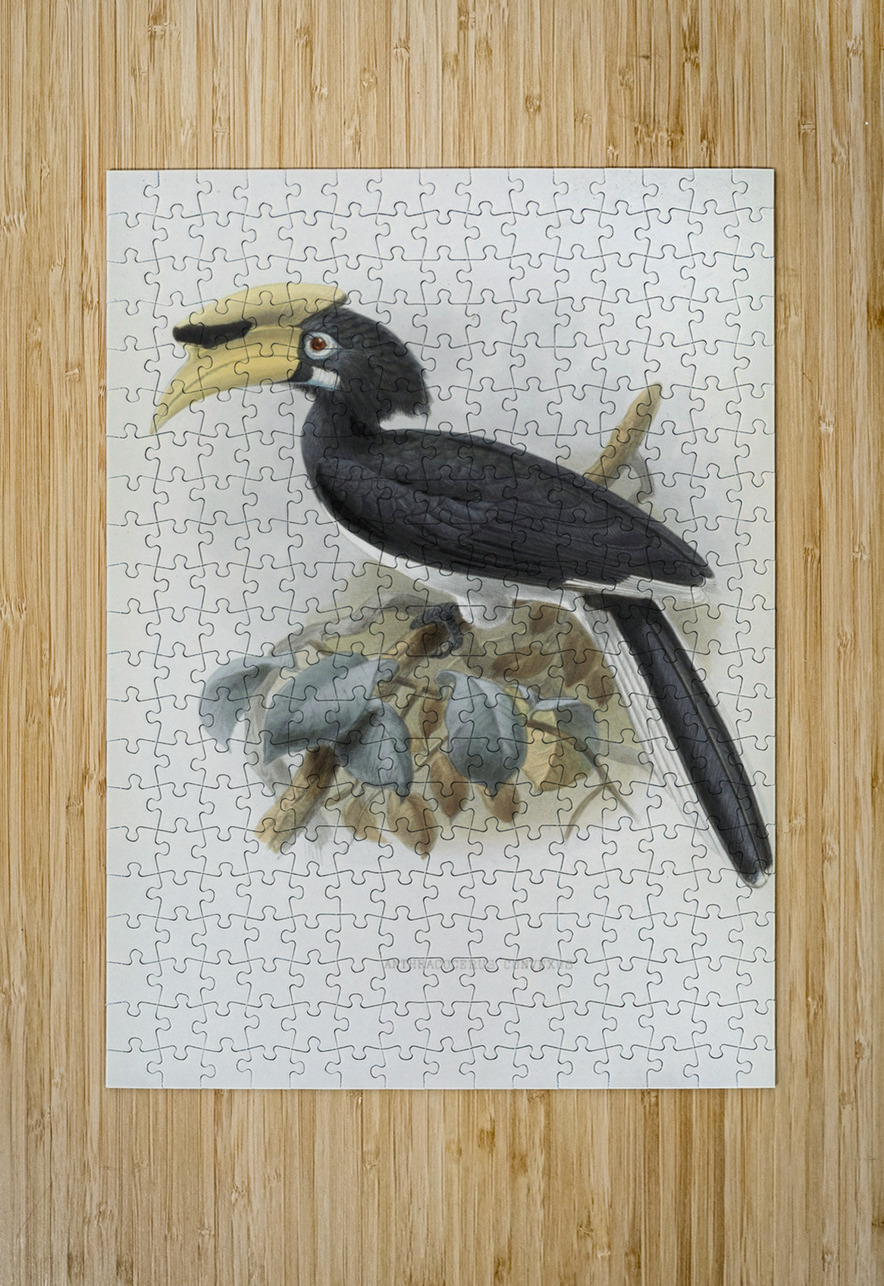 Anthracoceros convexus 1882 IStockHistory com Puzzle printing