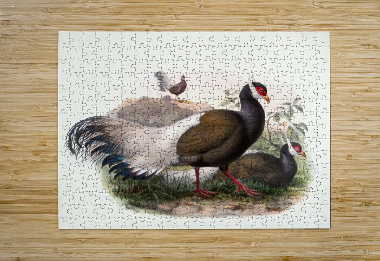 Crossoptilon mantchuricum. 1872 IStockHistory com Puzzle printing