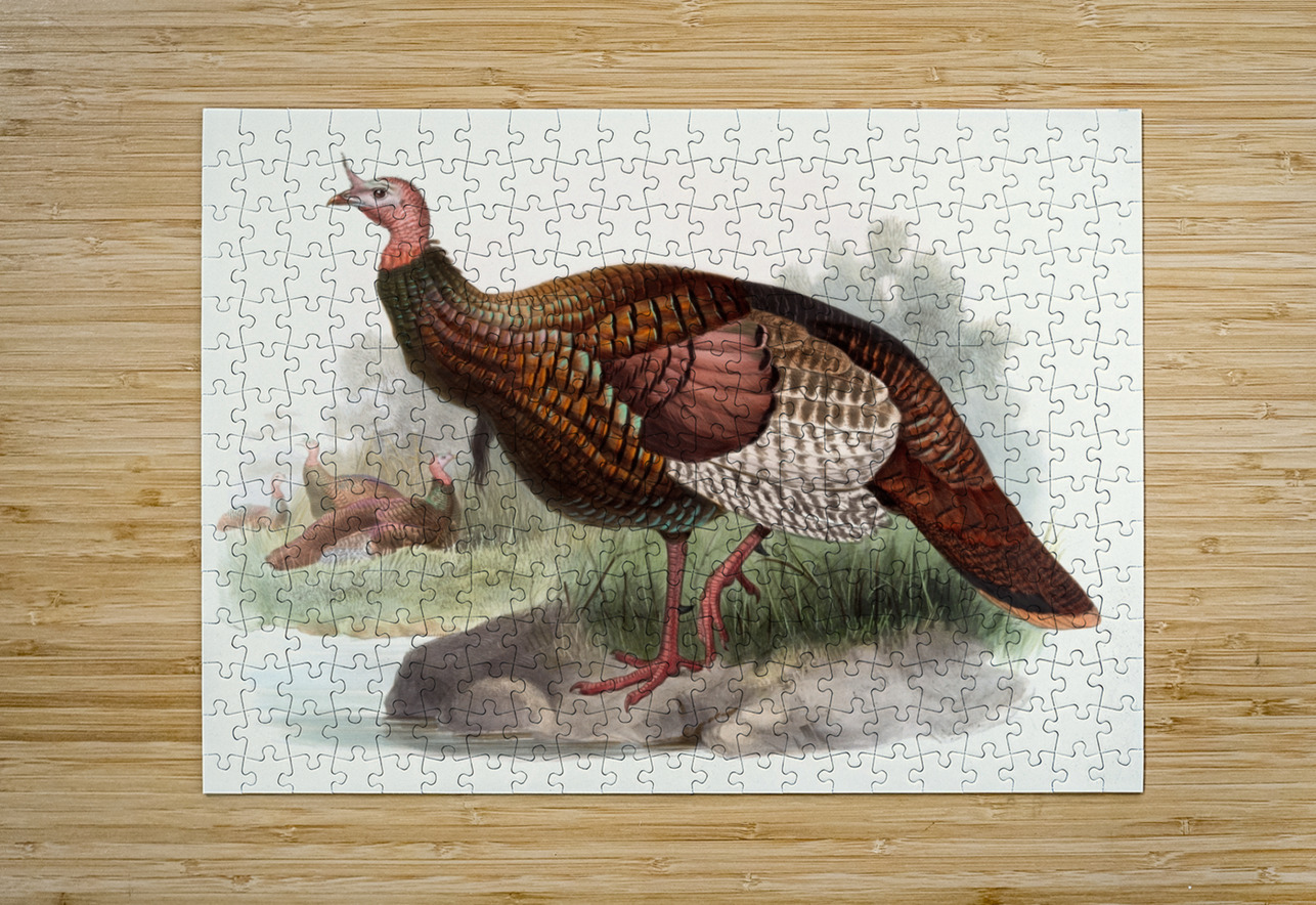 Meleagris gallopavo. 1872 IStockHistory com Puzzle printing
