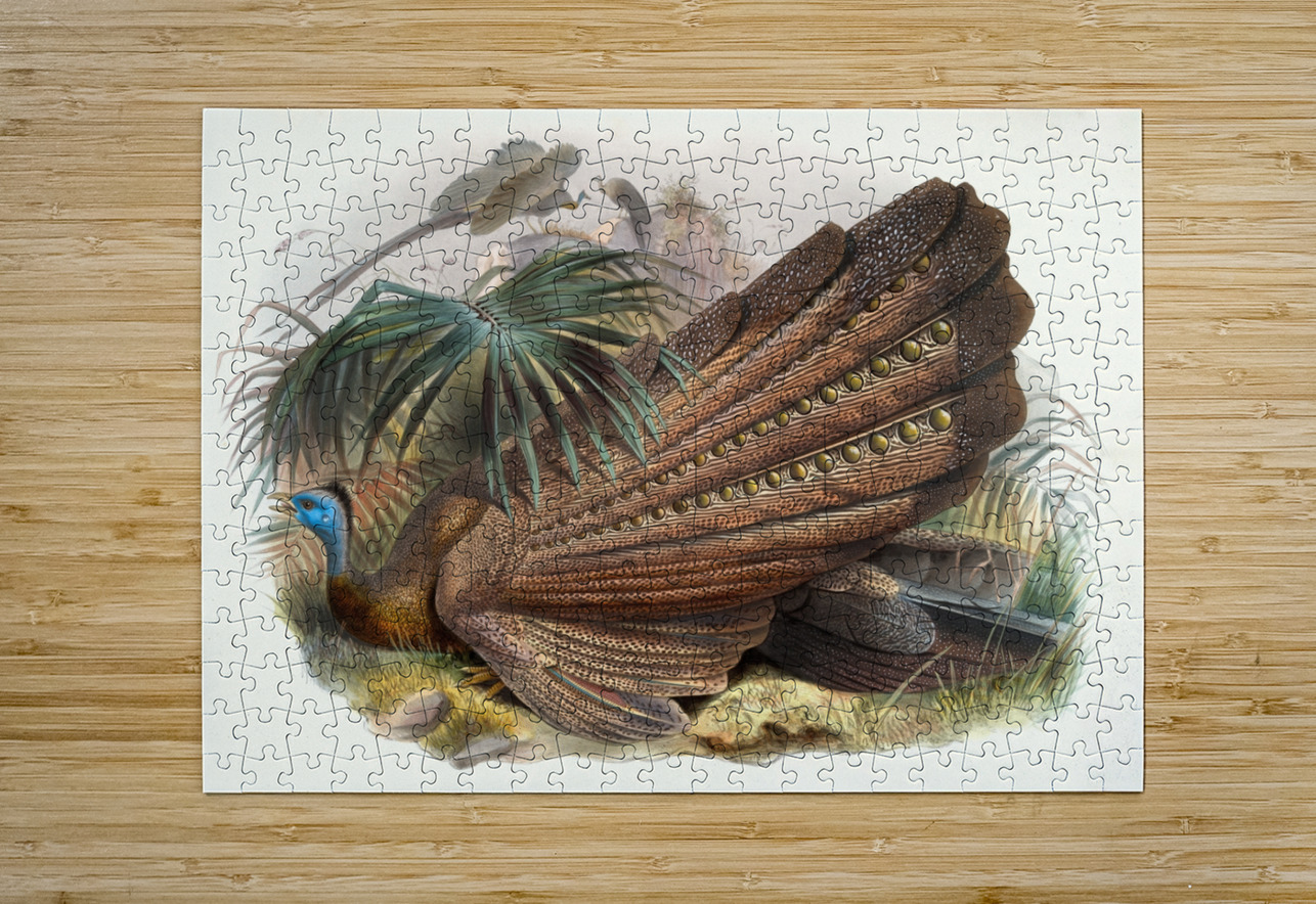 Argus giganteus. 1872 IStockHistory com Puzzle printing