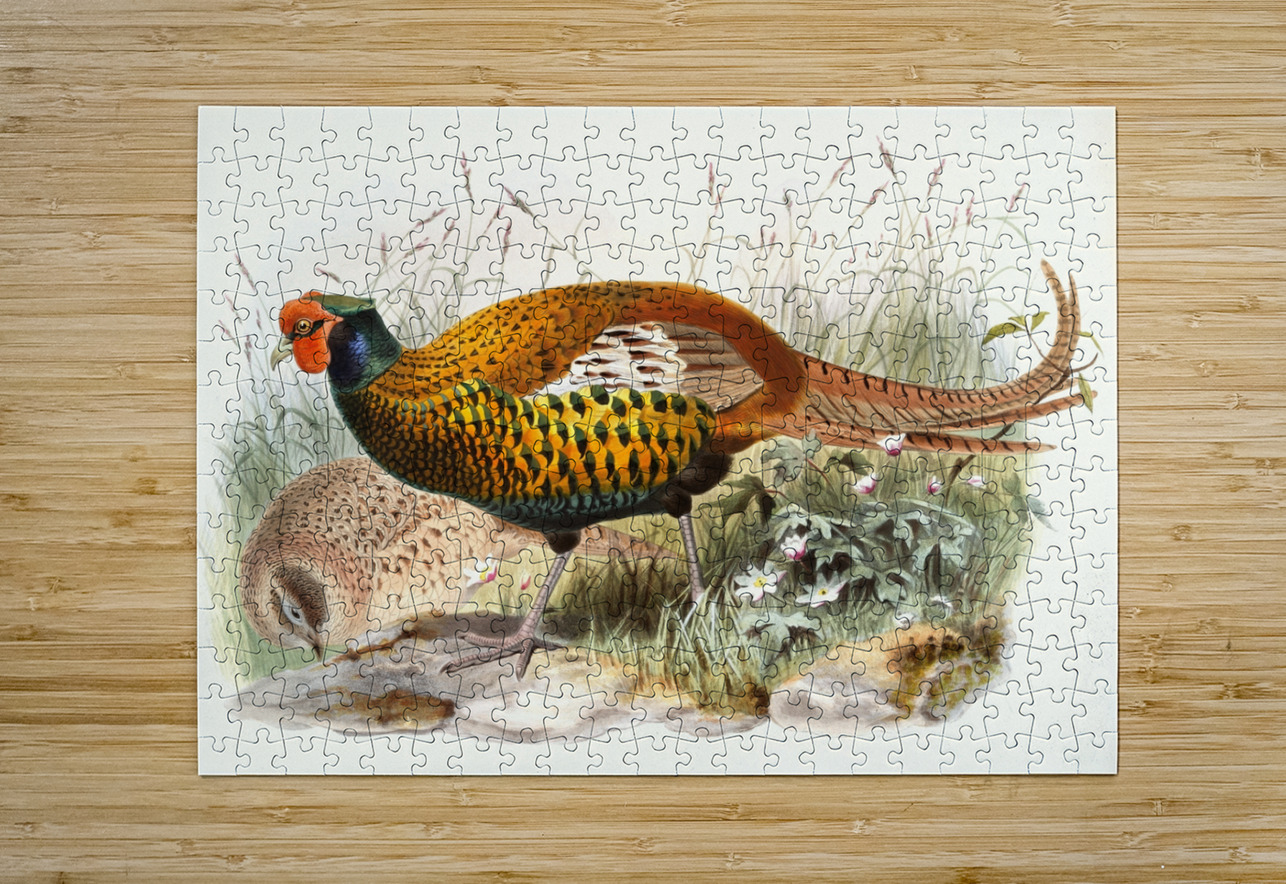 Phasianus insignis. 1872 IStockHistory com Puzzle printing