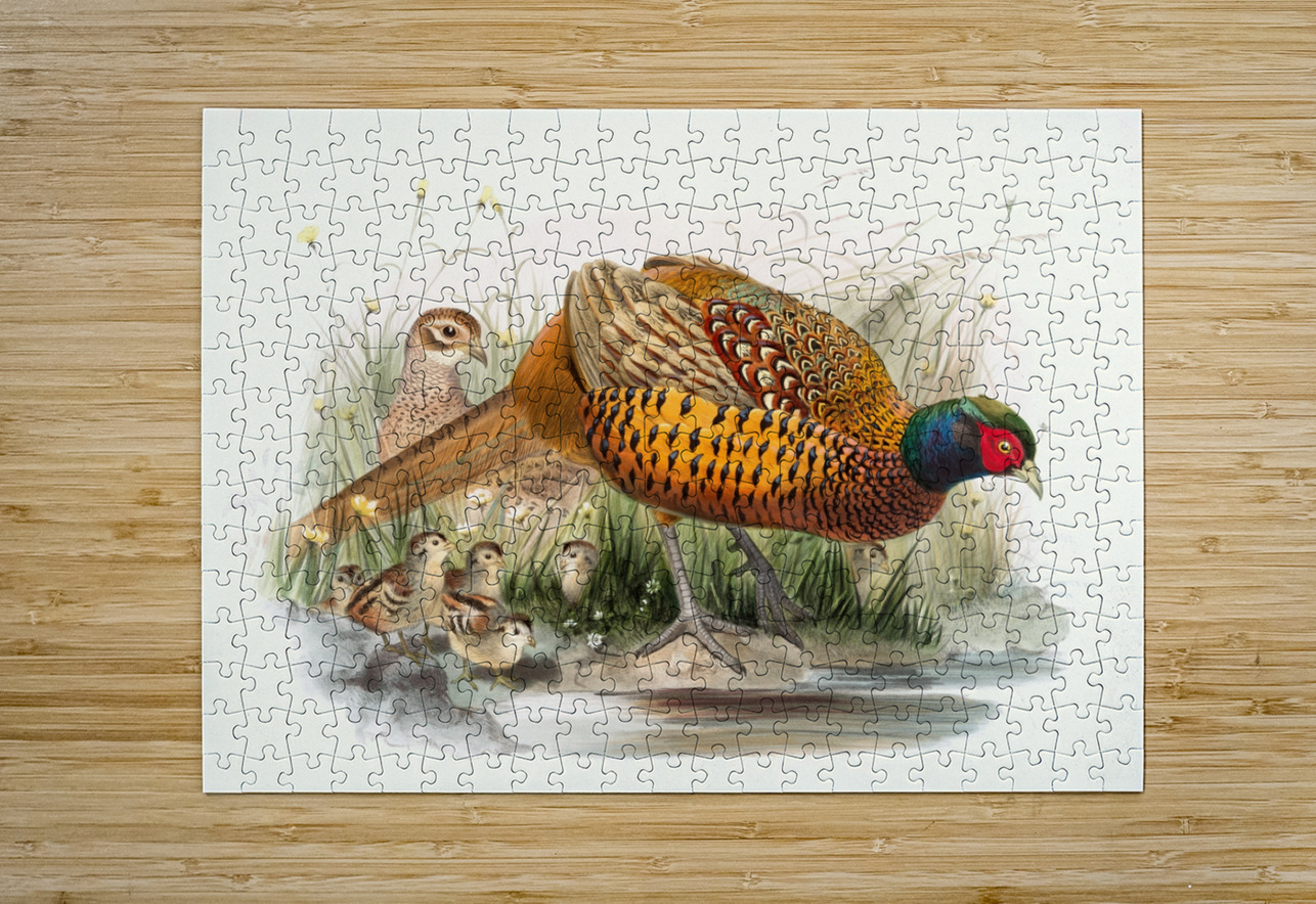 Phasianus colchicus. 1872 IStockHistory com Puzzle printing