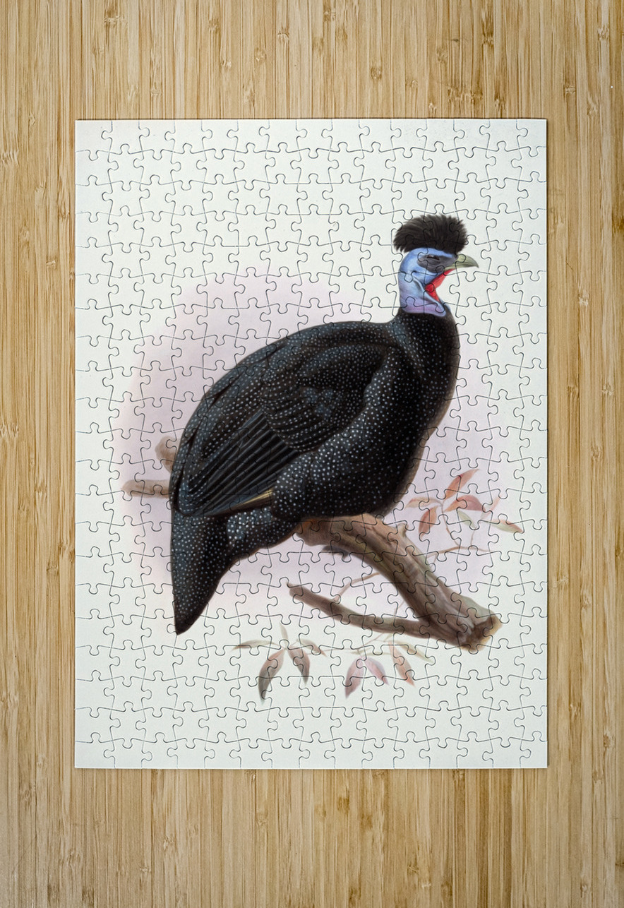 Numida Pucherani. 1872 IStockHistory com Puzzle printing