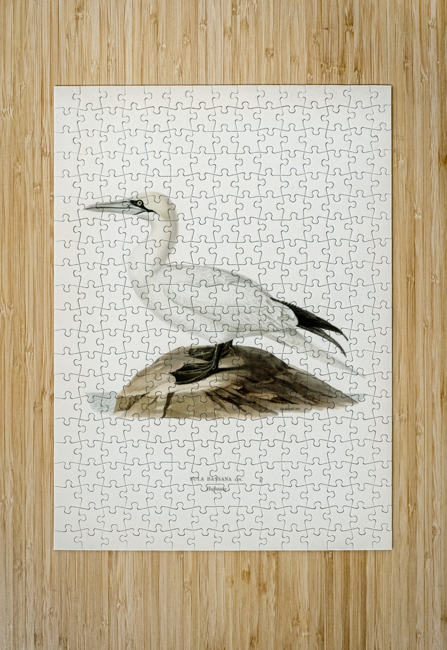 Sula bassana IStockHistory com Puzzle printing