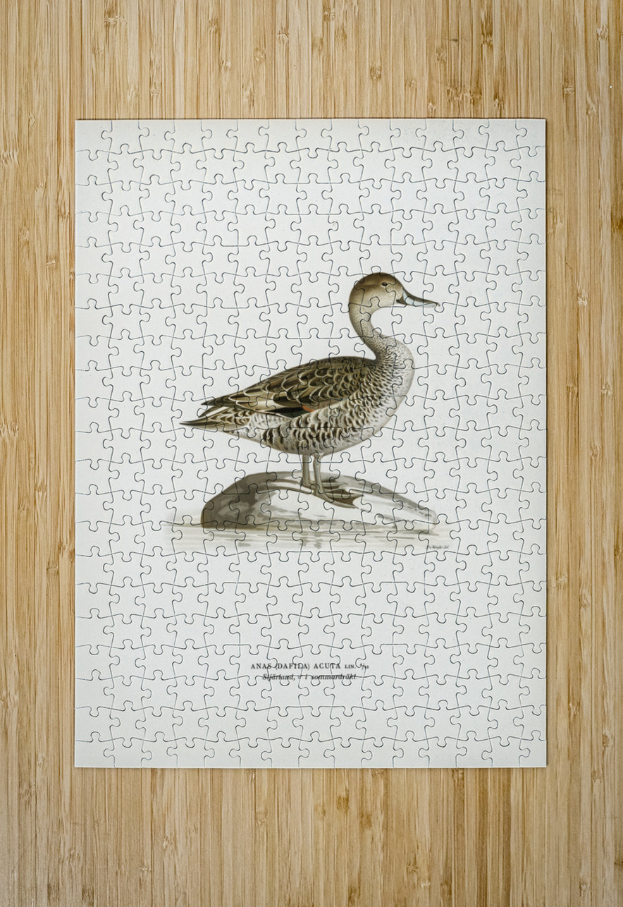 Northern Pintail Anasdafila acuta IStockHistory com Puzzle printing