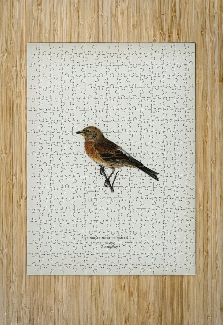 Brambling Fringilla montifringilla IStockHistory com Puzzle printing