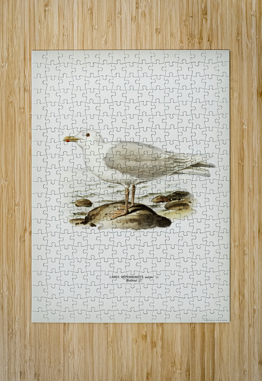 Glaucous gull ♂ Larus hyperboreus IStockHistory com Puzzle printing