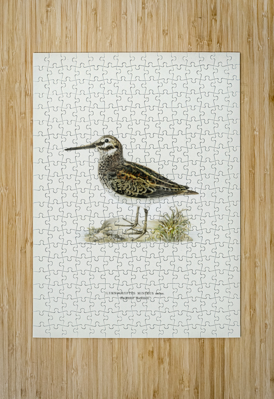 Jack snipe Lymnocryptes minimus IStockHistory com Puzzle printing