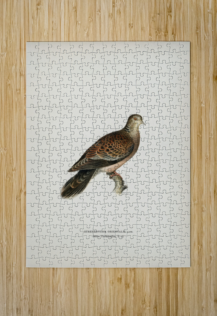 Oriental turtle dove ♀ Streptopelia orientalis IStockHistory com Puzzle printing