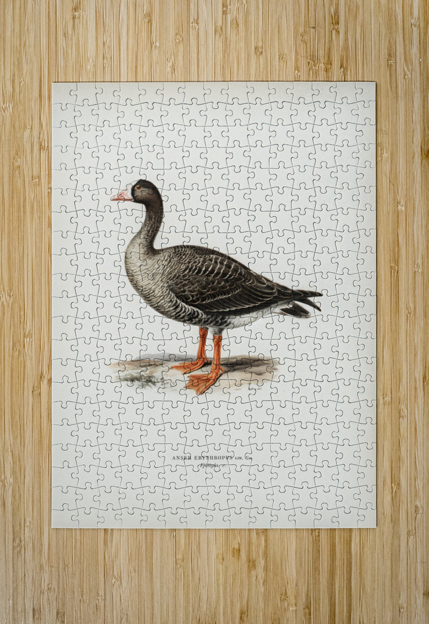 Anser erythropus ♂ IStockHistory com Puzzle printing