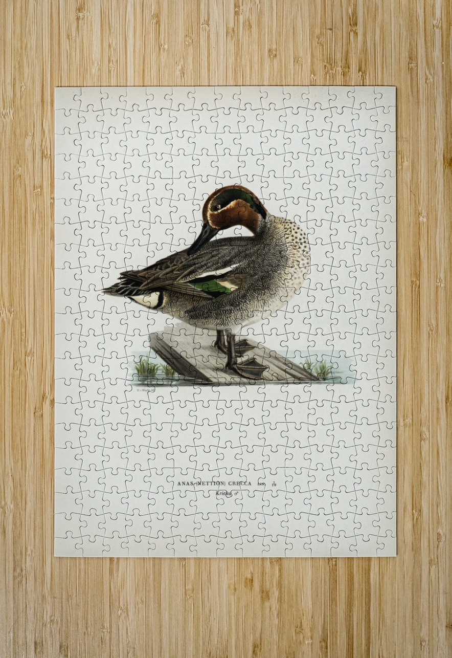 Anas Nettion Crecca IStockHistory com Puzzle printing