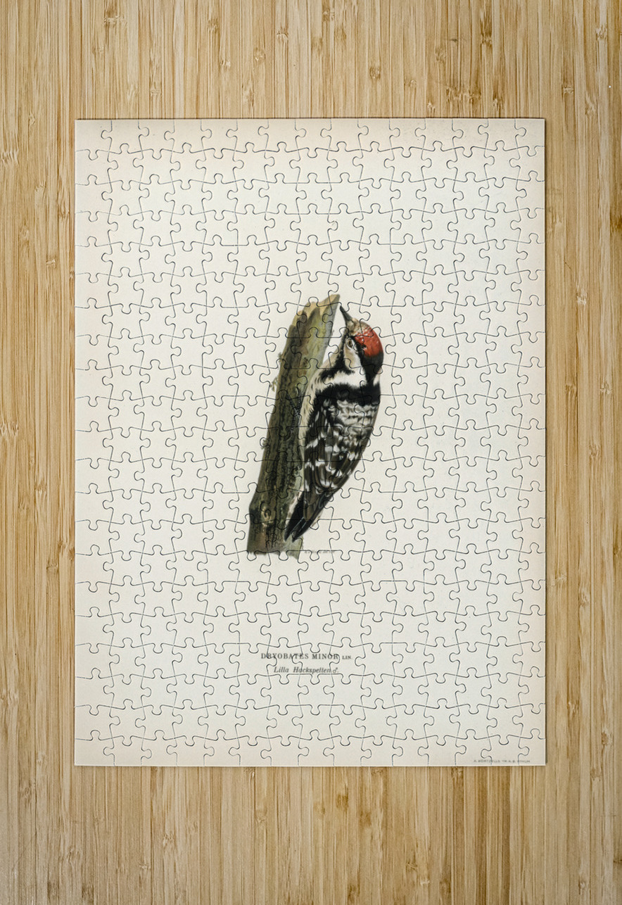 Lesser spotted woodpecker Dryobates minor IStockHistory com Puzzle printing