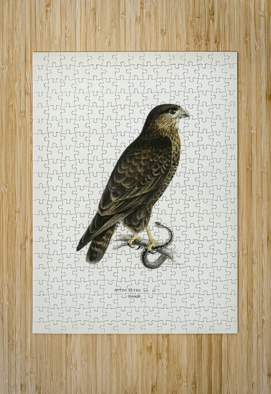 Common Buzzard BUTEO BUTEO IStockHistory com Puzzle printing