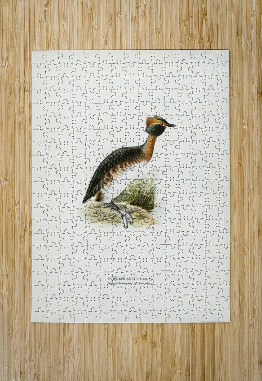 Horned grebe-in spring Podiceps auritus IStockHistory com Puzzle printing