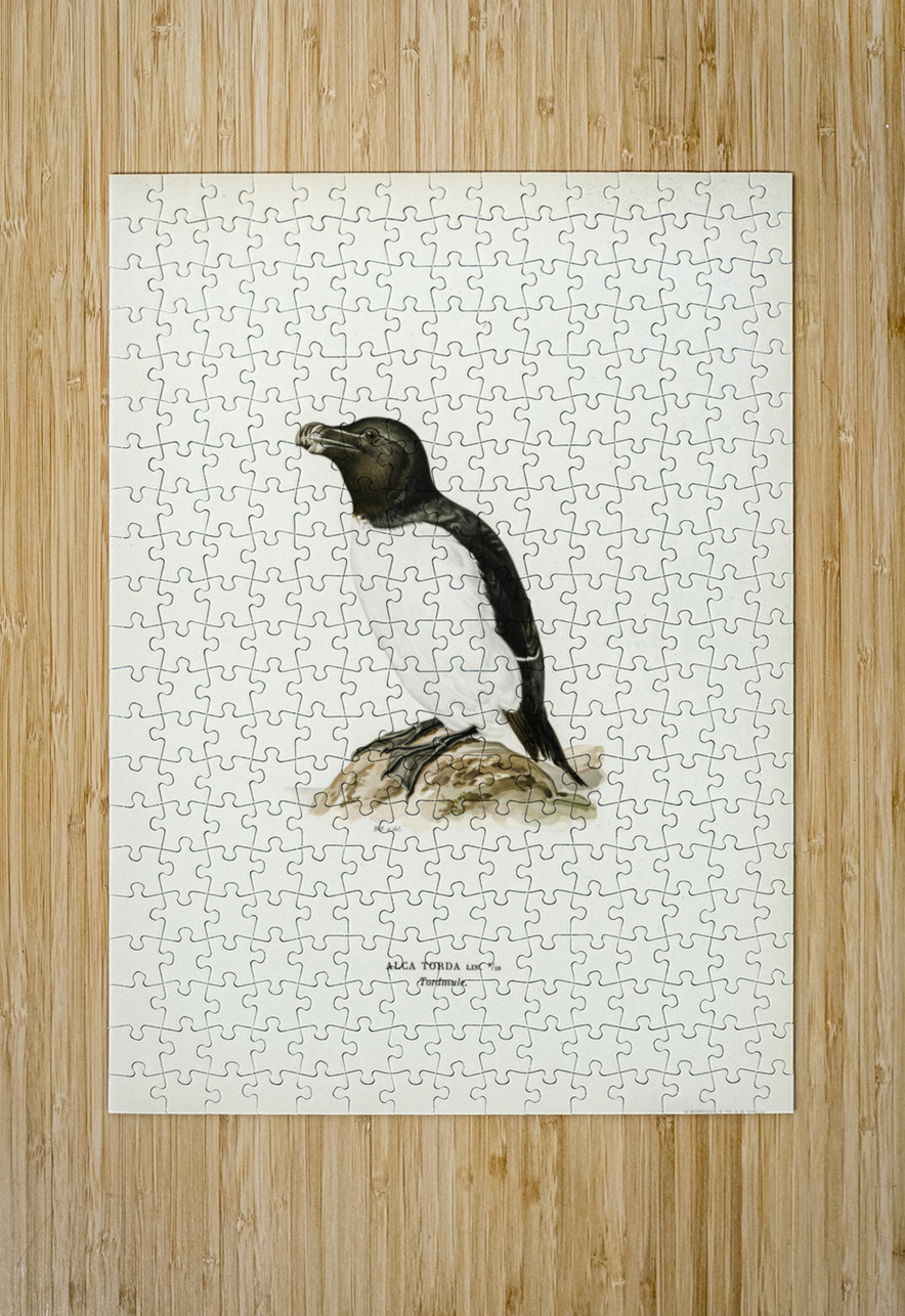 Razorbill Alca torda IStockHistory com Puzzle printing