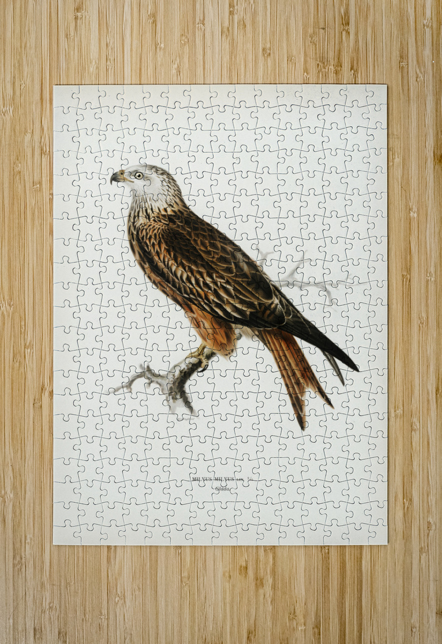 Red Kite Milvus milvus IStockHistory com Puzzle printing