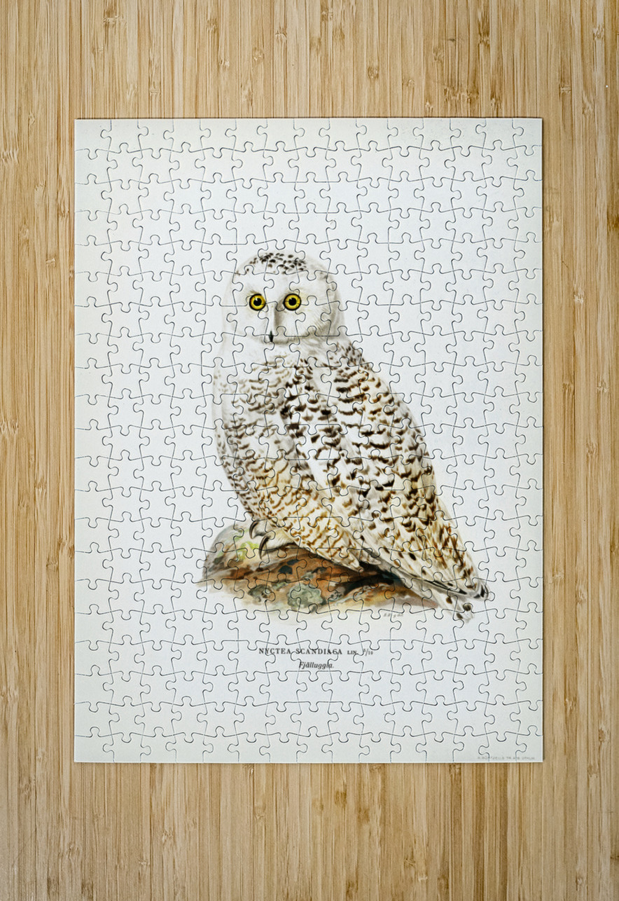 Snowy owl Nyctea Scandiaca IStockHistory com Puzzle printing