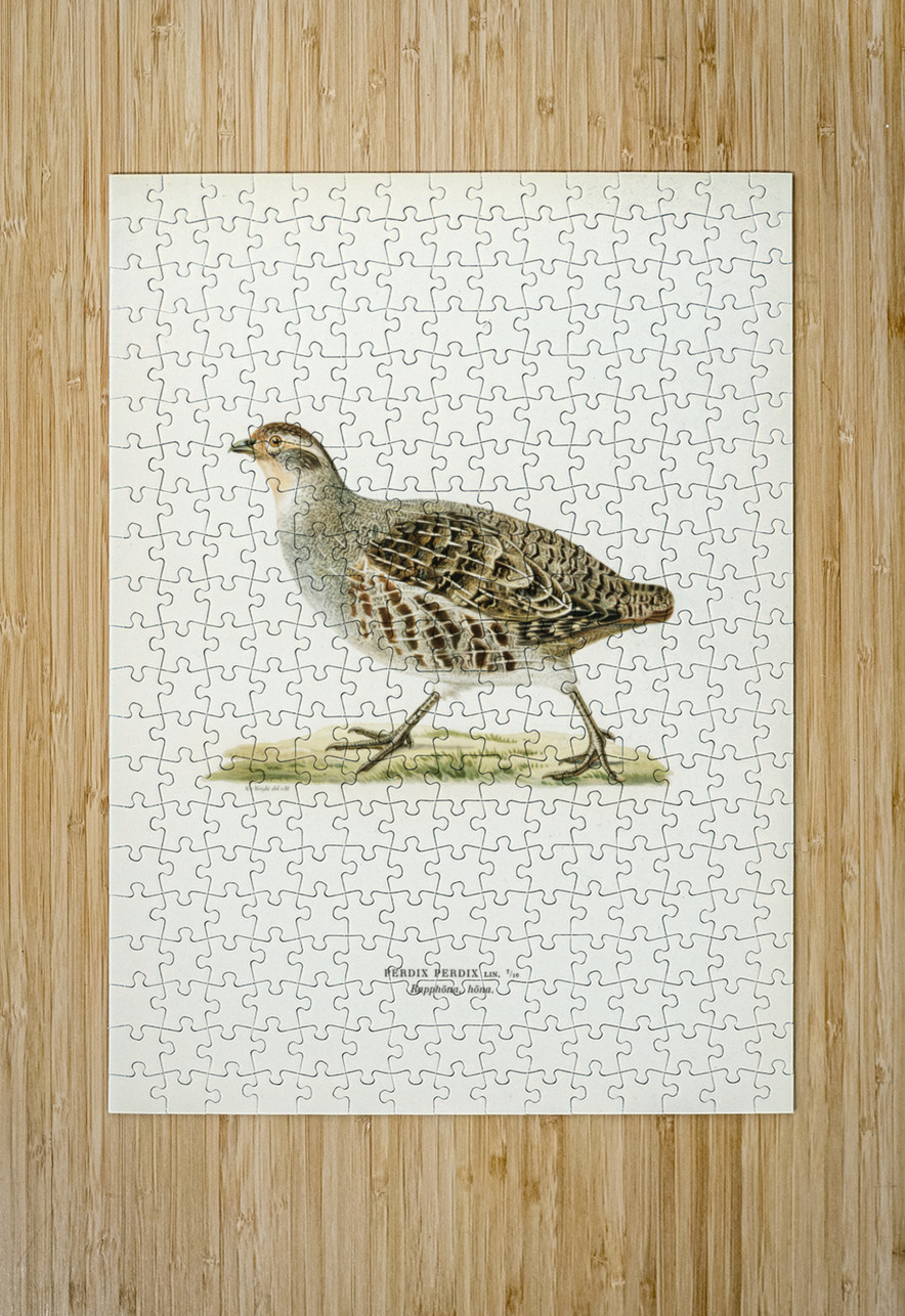 Grey partridge PERDIX PERDIX IStockHistory com Puzzle printing