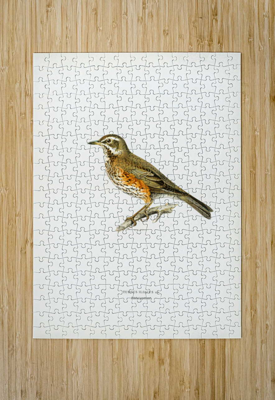 Redwing Turdus iliacus IStockHistory com Puzzle printing
