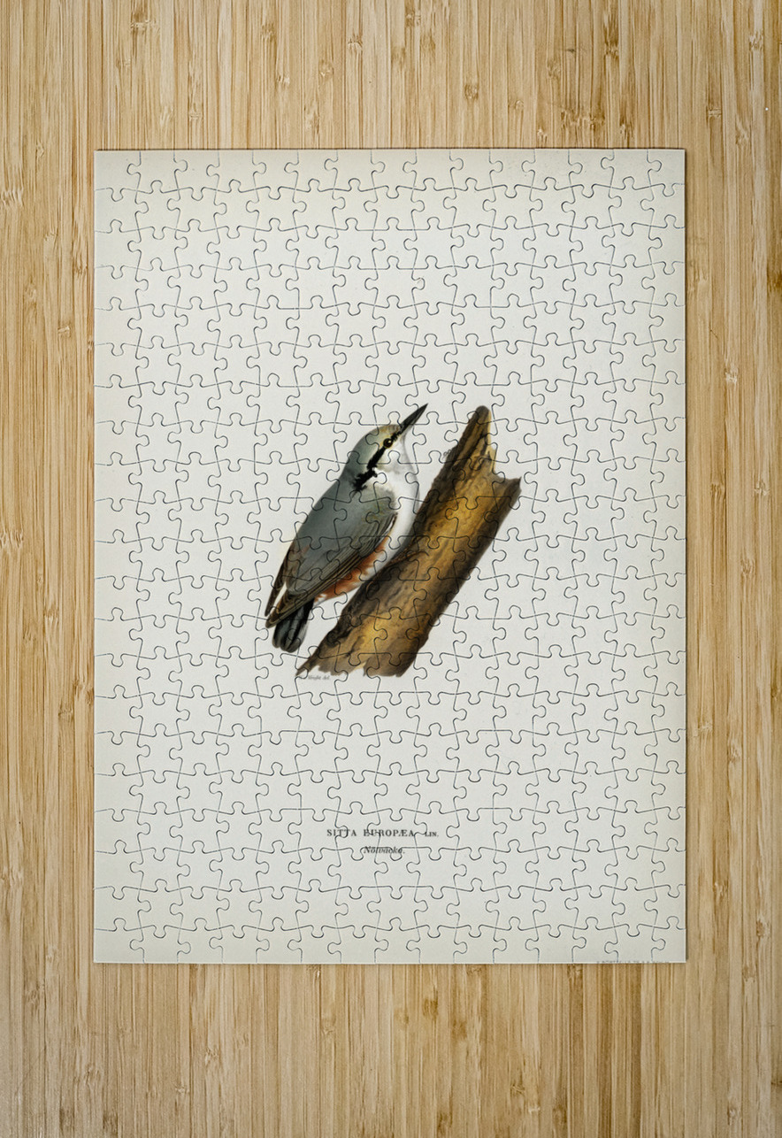 SITTA EUROPAEA LIN IStockHistory com Puzzle printing