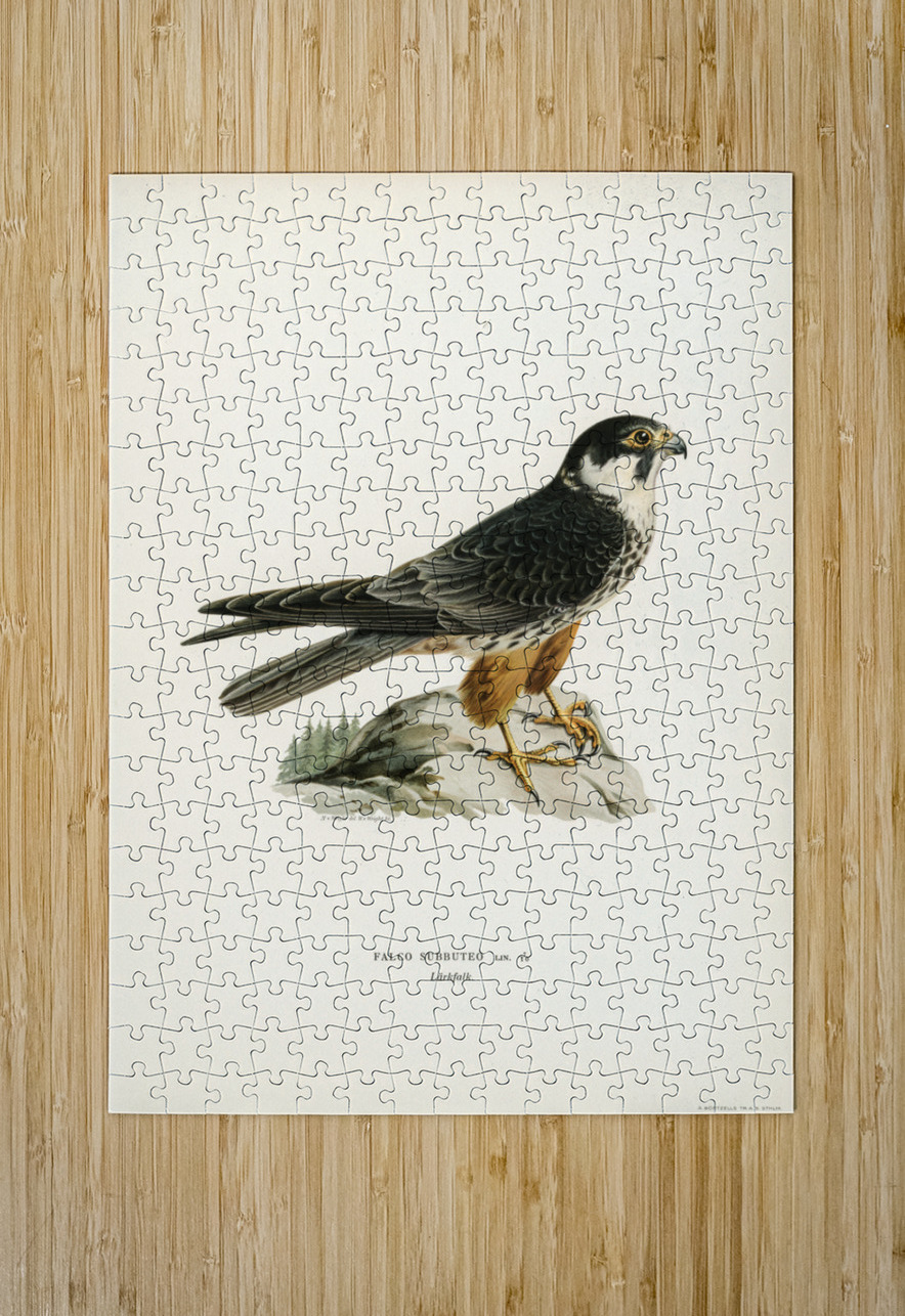 Eurasian Hobby Falco subbuteo IStockHistory com Puzzle printing