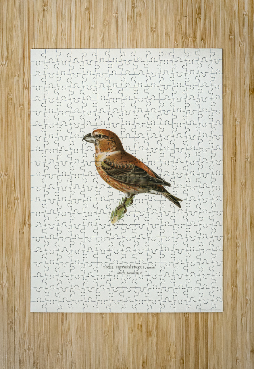 Parrot Crossbill ♂ Loxia pytyopsittacus IStockHistory com Puzzle printing