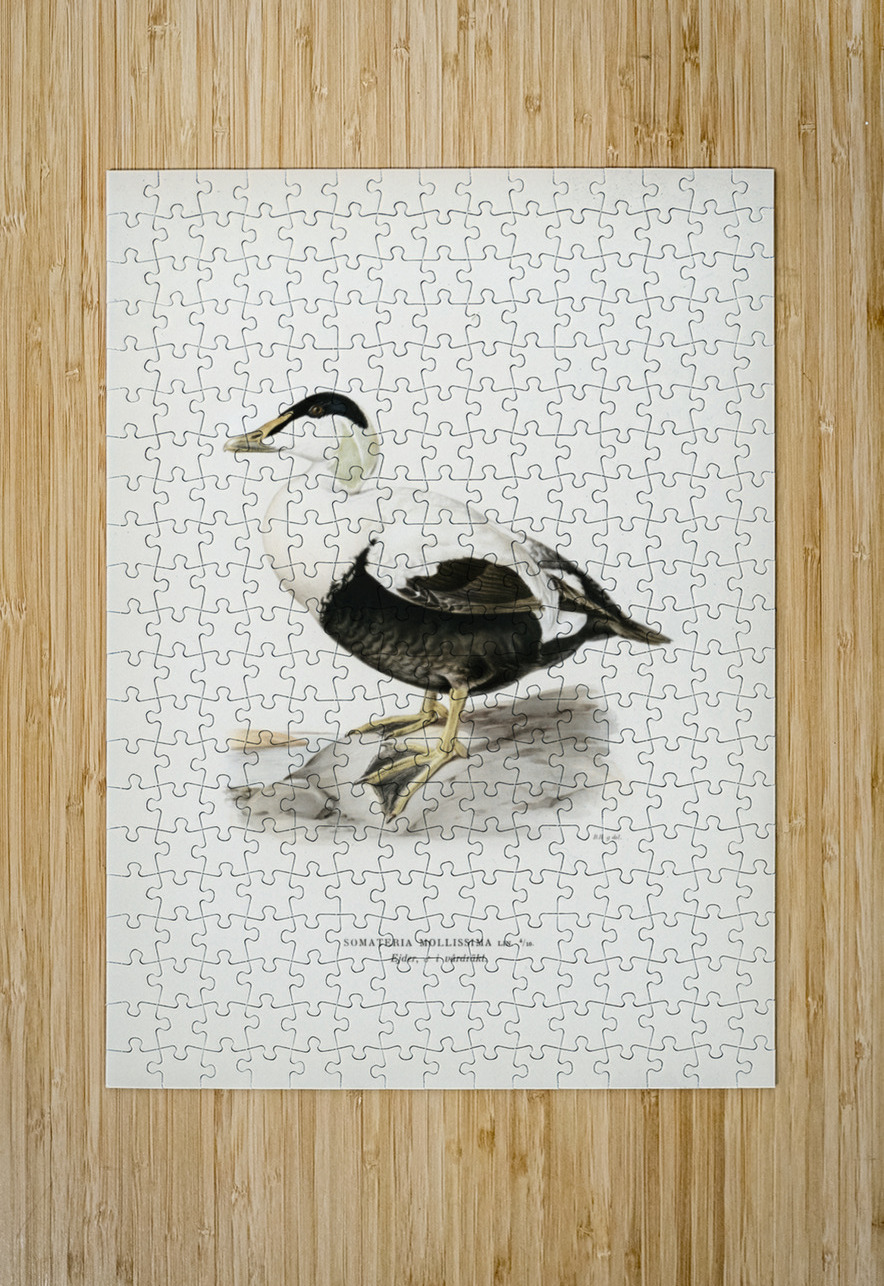 Somateria Mollissima IStockHistory com Puzzle printing