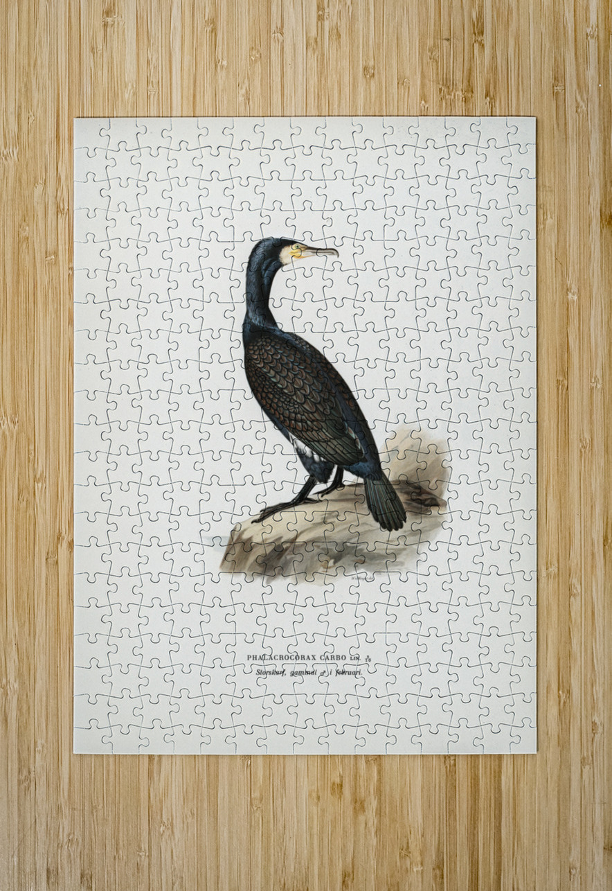 Great cormoran Phalacrocorax Carbo IStockHistory com Puzzle printing
